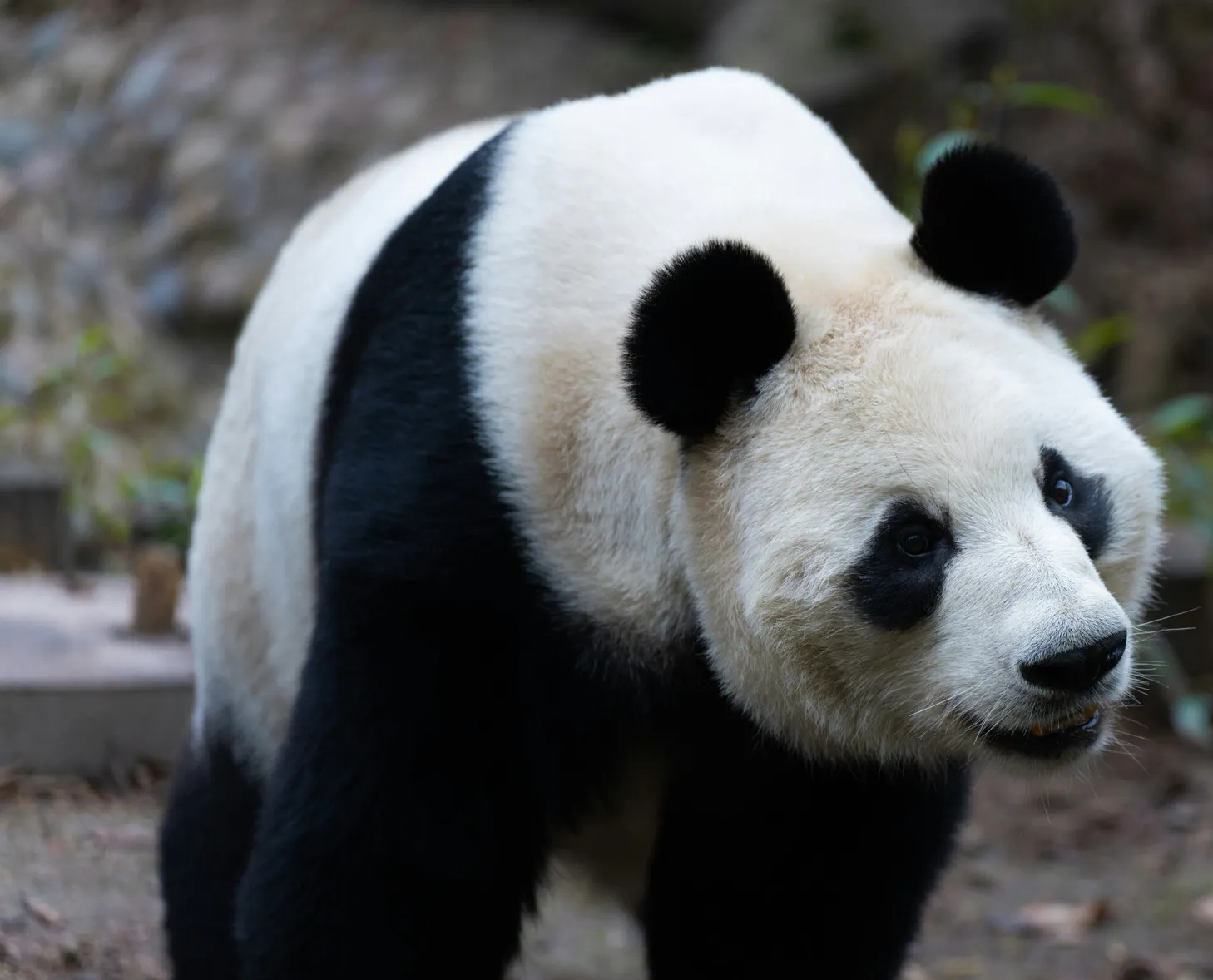 Panda