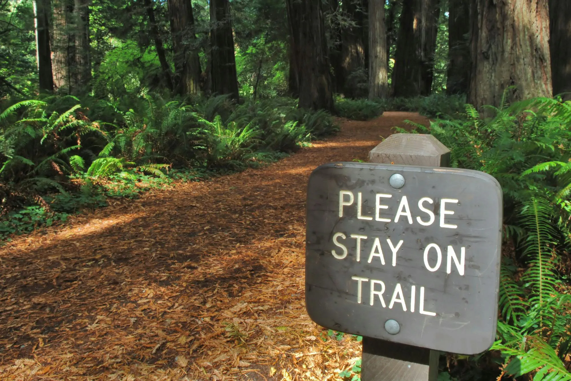 Image of a path in the Redwoods
