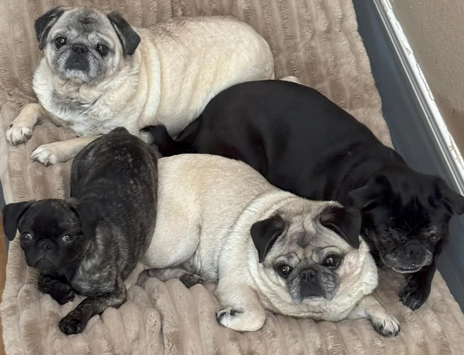 our4pugs