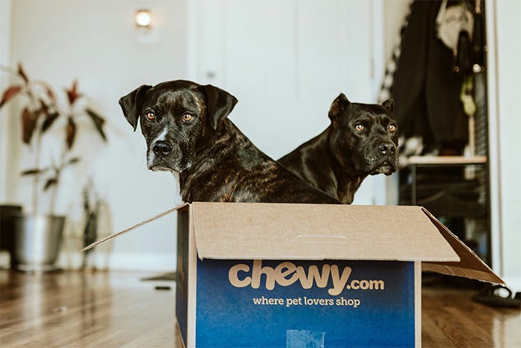 2 dogs in a chewy box