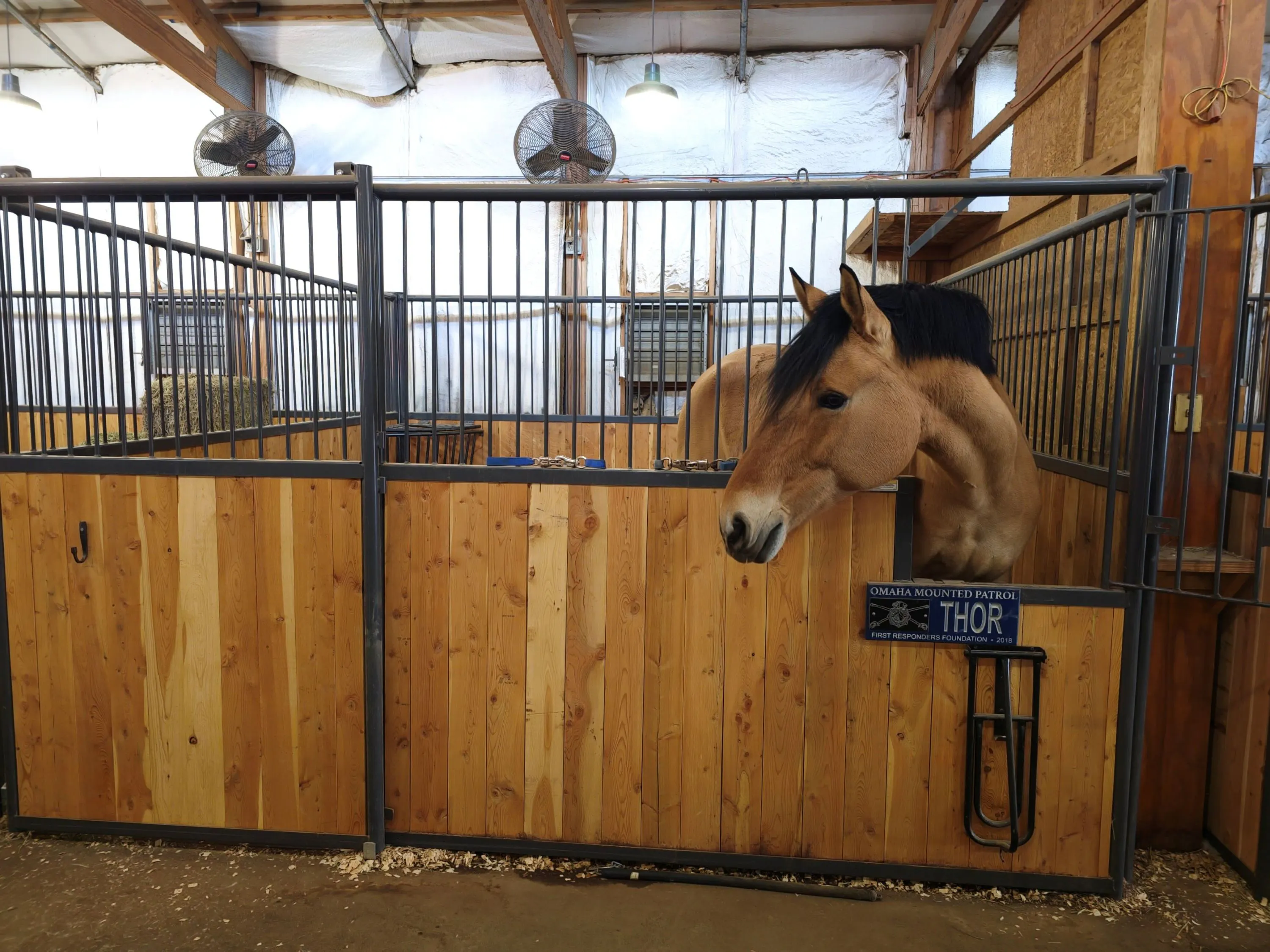 Horse Pic2