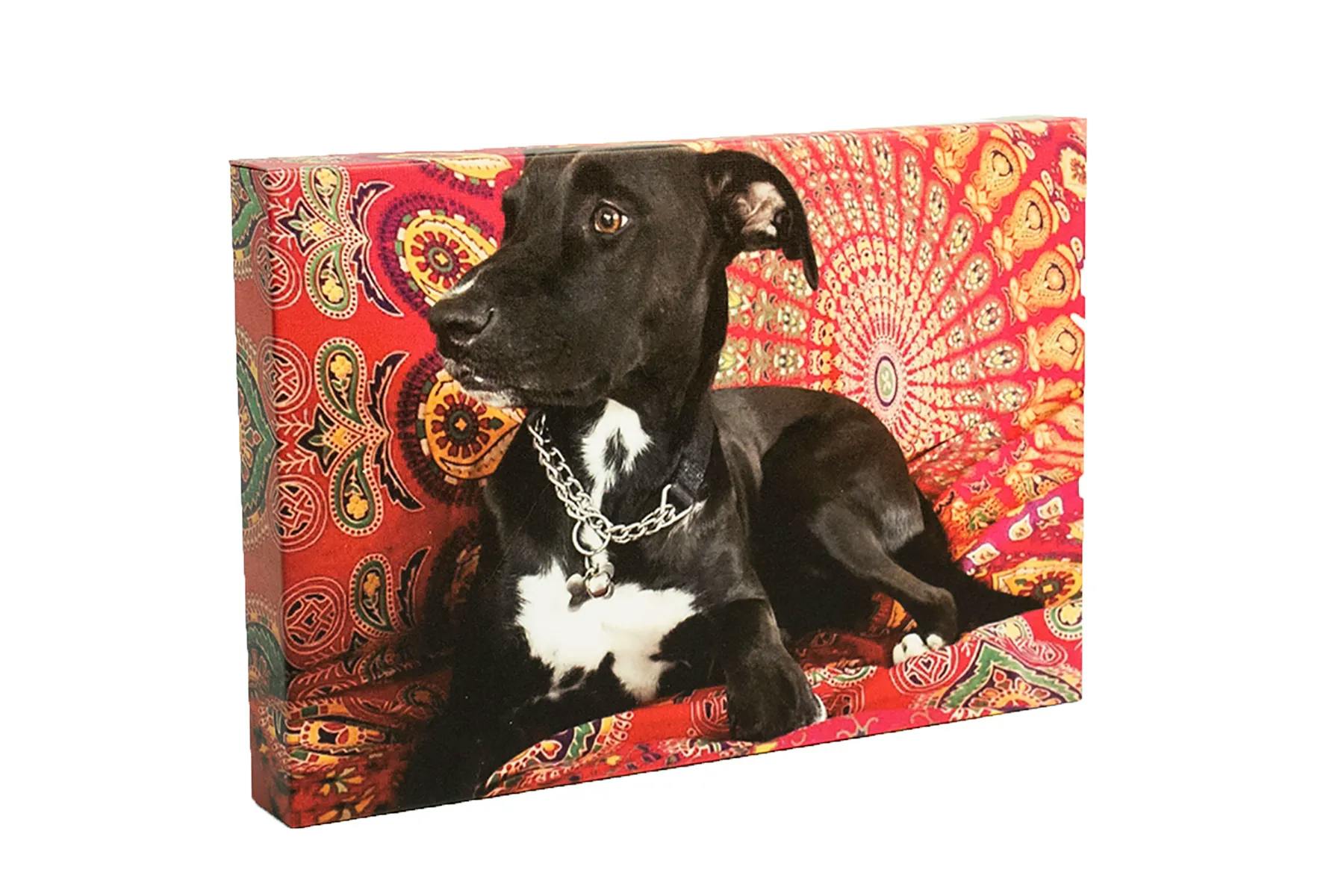 canvas wrap with picture of a black and white dog on red and yellow blanket