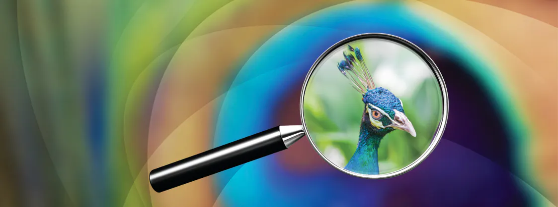 Peacock found via a magnifying glass