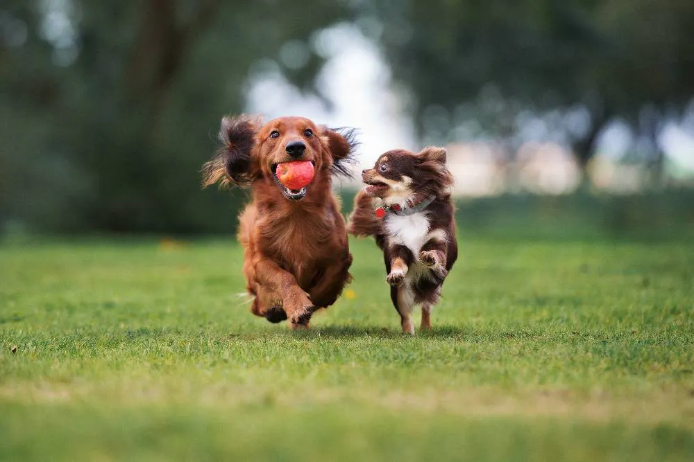 Dogs in Park