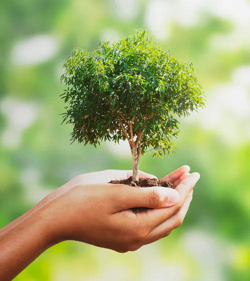 eco1 woman holding a tiny tree to plant