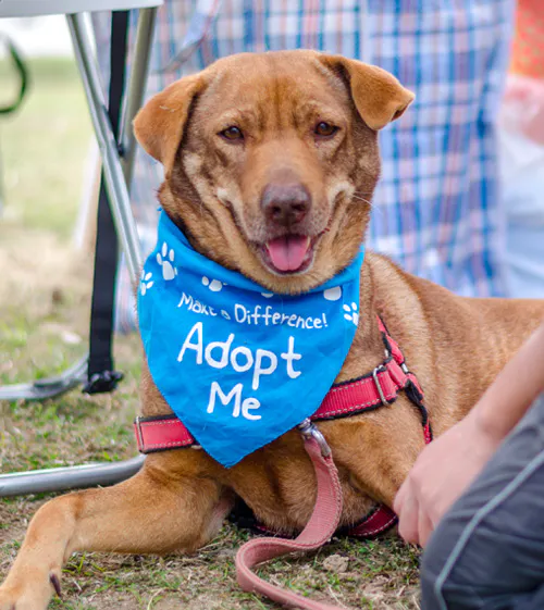 bandanadog cute dog wearing a bandana featuring adopt me on it