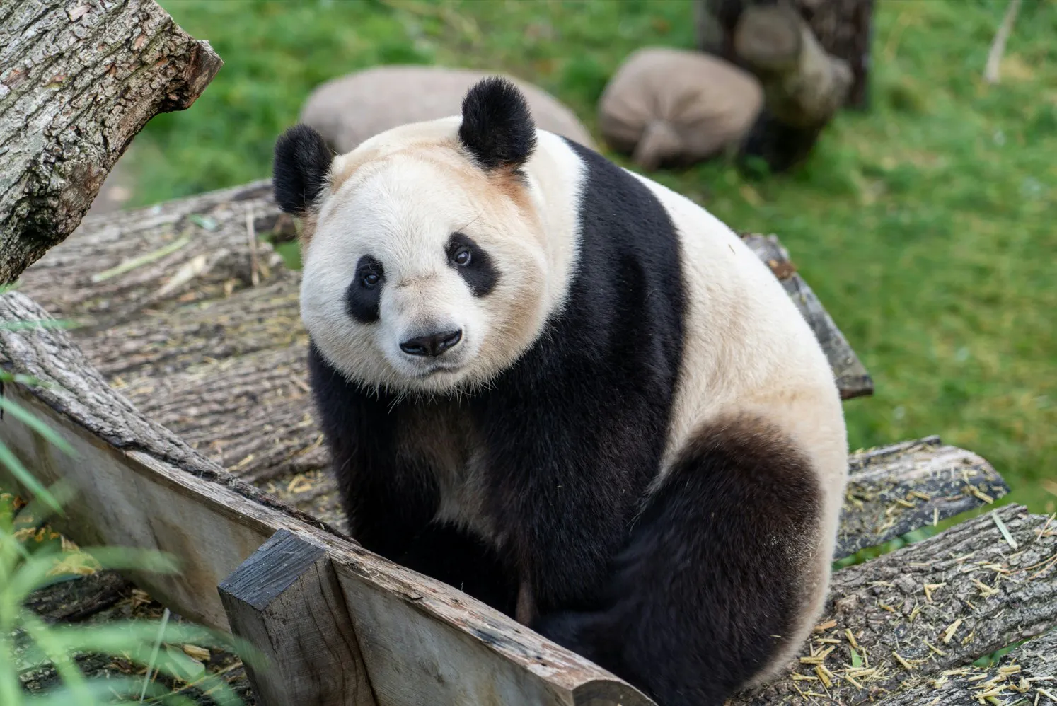 Panda
